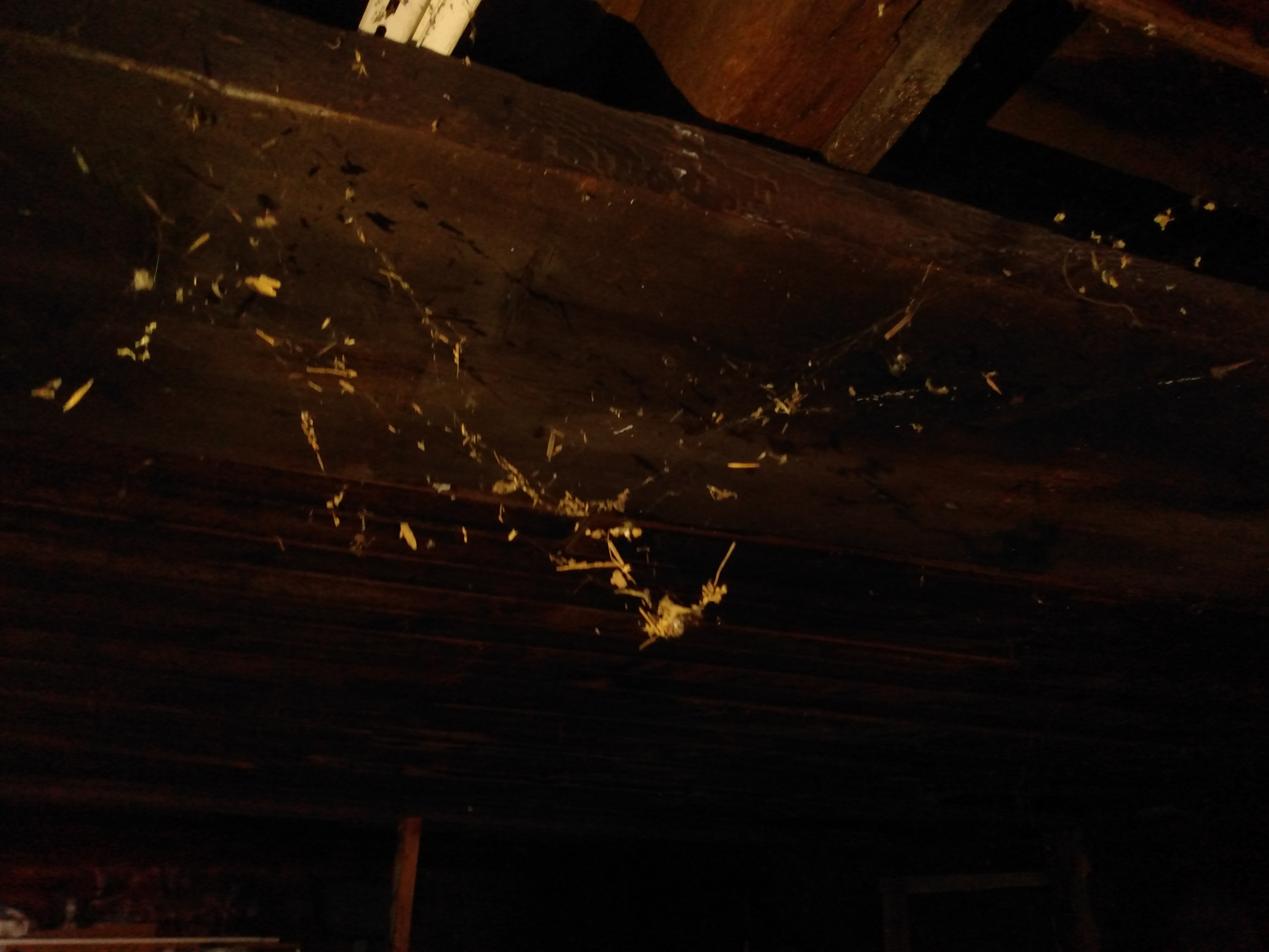 old spider's dwelling